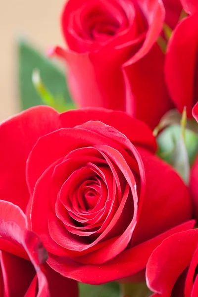 Fondo de un hermoso ramo de rosas rojas —  Fotos de Stock