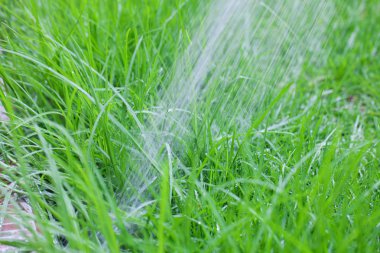 Yeşil yemyeşil çim zemin üzerine su Jet