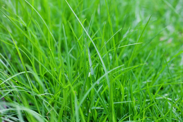 Sfondo di erba verde lussureggiante — Foto Stock