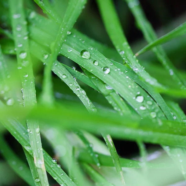 Gocce d'acqua sull'erba verde lussureggiante — Foto Stock
