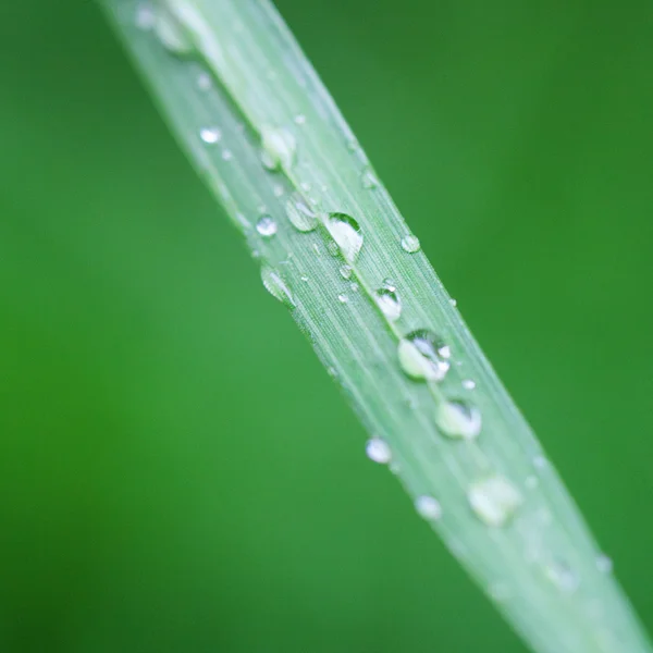 Краплі води на зеленій пишній траві — стокове фото