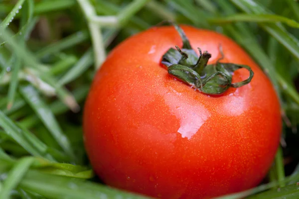 Röd saftiga tomater på en bakgrund av grönt gräs — Stockfoto