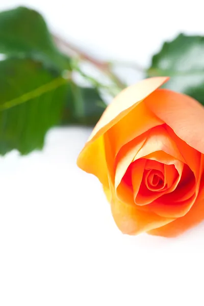 Piękna pomarańczowa róża odizolowana na białym — Zdjęcie stockowe