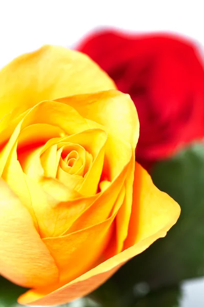 Букет разноцветных роз, изолированных на белом — стоковое фото