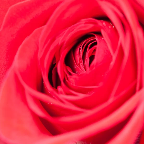 Macro fondo de rosas rojas — Foto de Stock