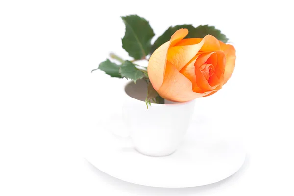 Hermosa rosa naranja y taza aislada en blanco — Foto de Stock