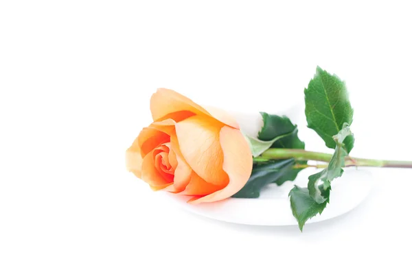 Beautiful orange rose and cup isolated on white — Stock Photo, Image