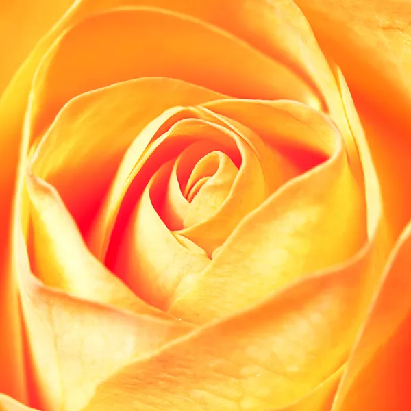 Macro background of orange rose — Stock Photo, Image