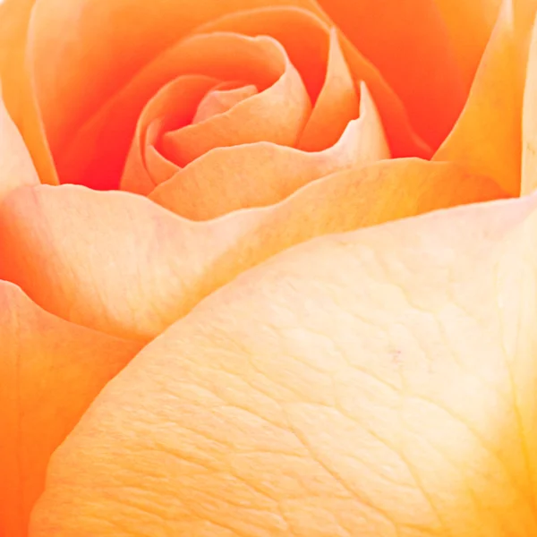 Makro bakgrund orange Rose — Stockfoto