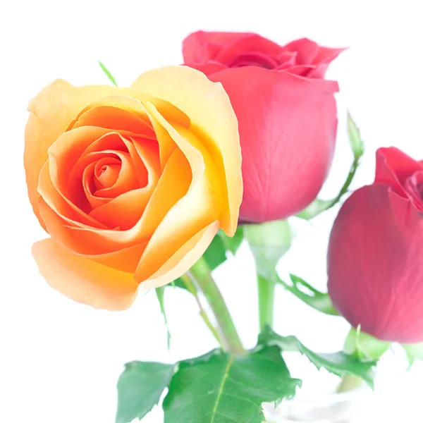 Bouquet of colorful roses isolated on white — Stock Photo, Image