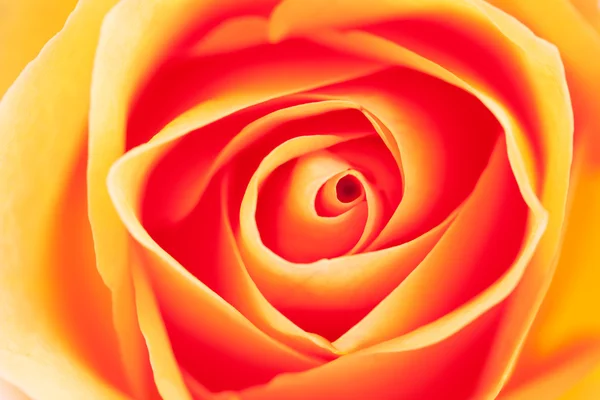 Makro bakgrund orange Rose — Stockfoto