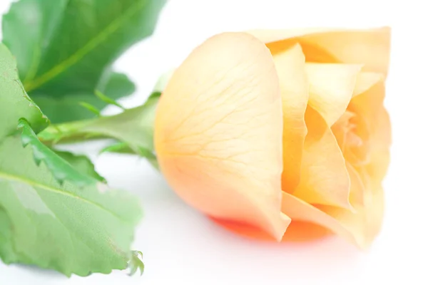 Hermosa rosa naranja aislada en blanco — Foto de Stock