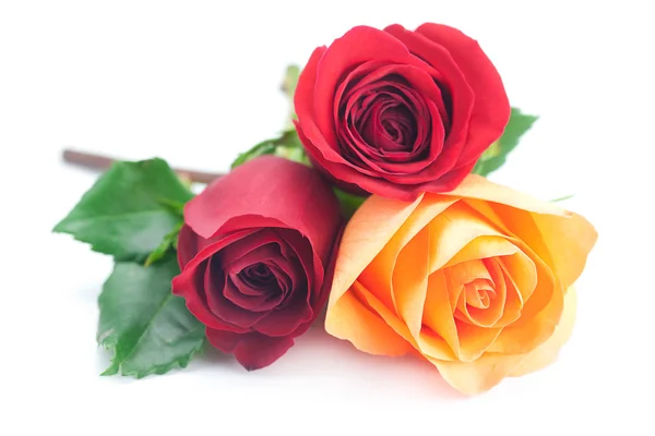 Kytice barevné růže izolovaných na bílém — Stock fotografie