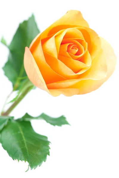 Bela rosa laranja isolado no branco — Fotografia de Stock