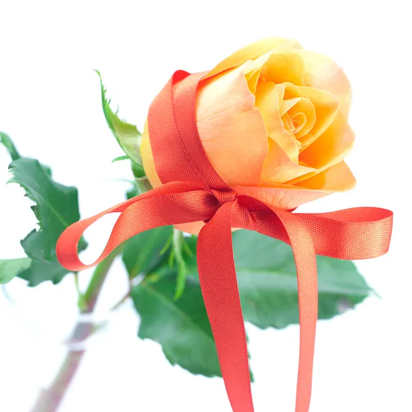 Bella rosa arancione con nastro rosso isolato su bianco — Foto Stock