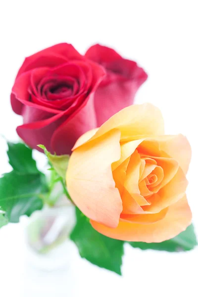 Букет з різнокольорових троянд ізольований на білому — стокове фото