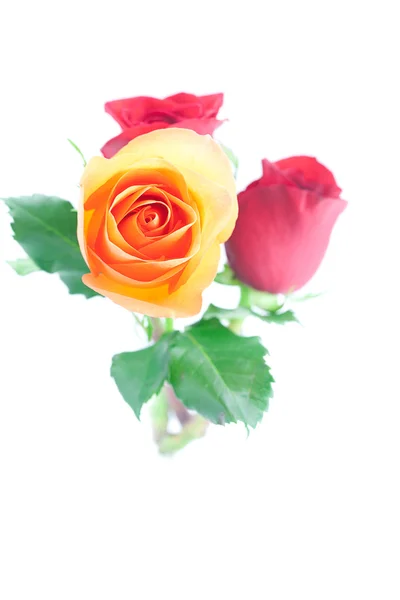 Bouquet de roses colorées isolé sur blanc — Photo