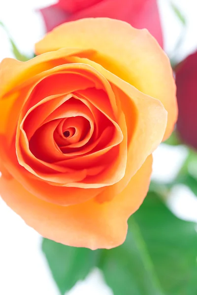 Buquê de rosas coloridas isoladas em branco — Fotografia de Stock