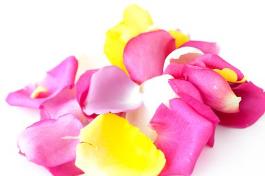 beyaz izole renkli gül yaprakları