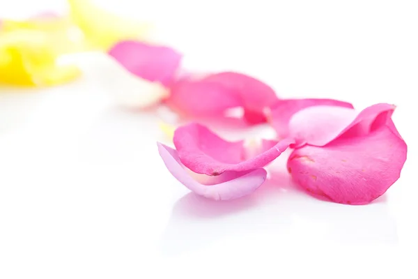 Лепестки разноцветных роз, выделенных на белом — стоковое фото