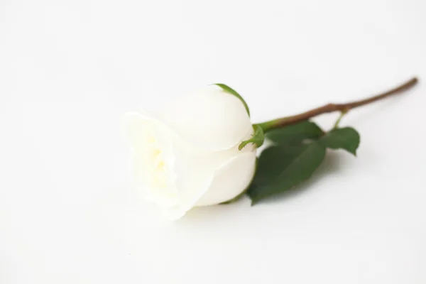 Belle rose blanche isolée sur blanc — Photo