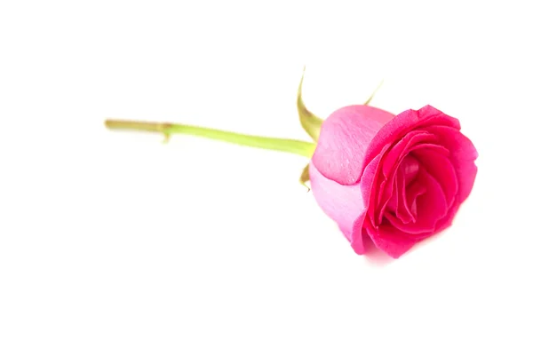 Beautiful pink rose isolated on white — Stock Photo, Image