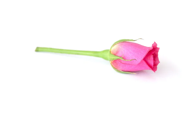 Beautiful pink rose isolated on white — Stock Photo, Image