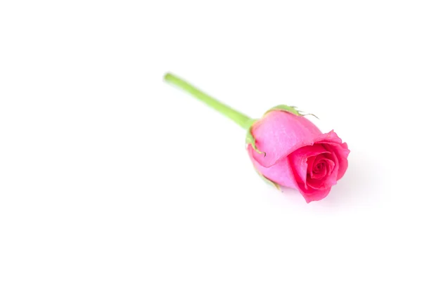 Bella rosa rosa isolata su bianco — Foto Stock