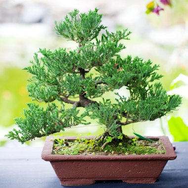 bir Botanik Bahçesi içinde güzel Ardıç bonsai