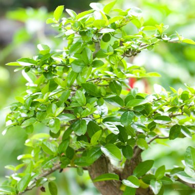 güzel bir Botanik Bahçesi bonsai