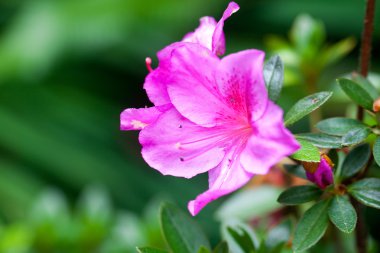 doğal yeşil bir arka plan karşı güzel tropikal çiçek