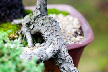 bir Botanik Bahçesi içinde güzel Ardıç bonsai