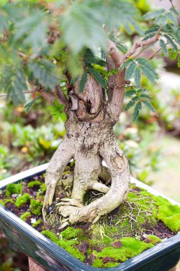 güzel bir Botanik Bahçesi bonsai