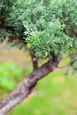 bir Botanik Bahçesi içinde güzel Ardıç bonsai