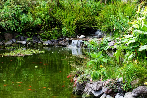 魚のいる池や周辺の緑の木 — ストック写真