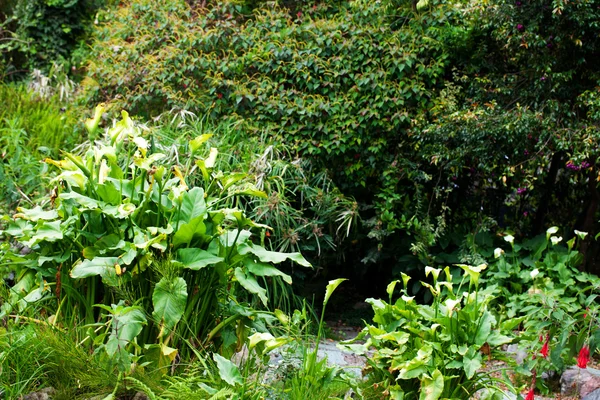 Зеленый сад с деревьями и цветами — стоковое фото