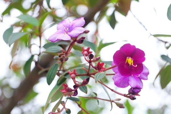 Bela flor tropical contra um fundo natural verde — Fotografia de Stock