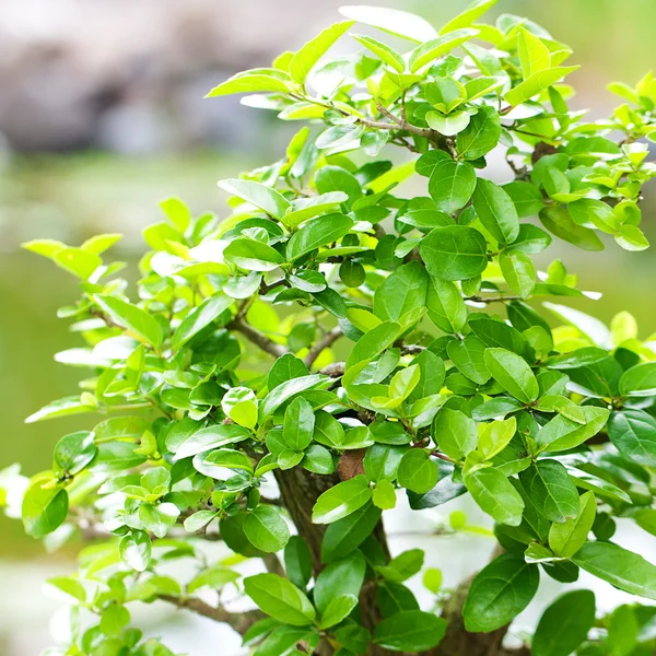 Beautiful bonsai in a botanical garden — Stock Photo, Image