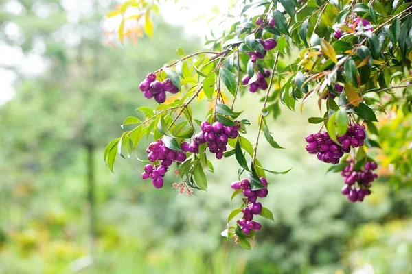 Tropical purple berries on a green branch — Stock Photo, Image