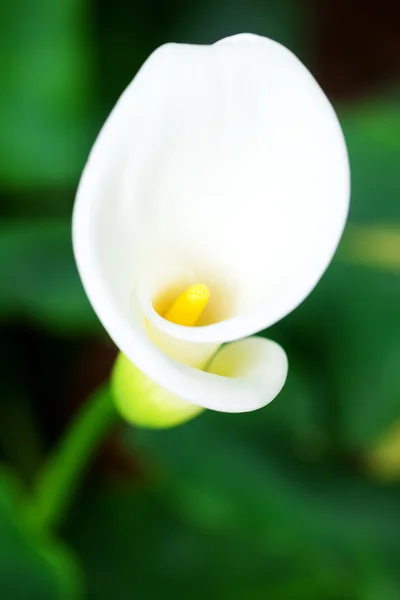 Schöne Calla-Blume auf grünem natürlichen Hintergrund — Stockfoto