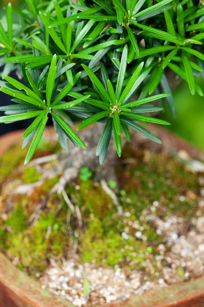 Bellissimo bonsai in un giardino botanico — Foto Stock