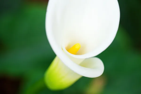 緑の自然の背景に美しいオランダカイウ花 — ストック写真