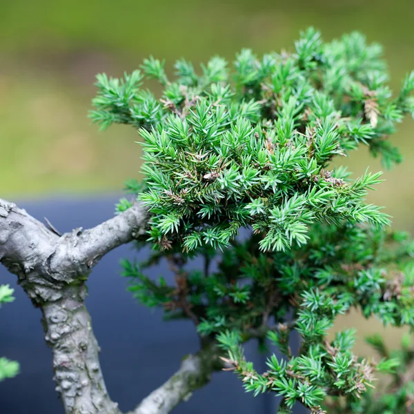 Bonsai juniper piękny ogród botaniczny — Zdjęcie stockowe