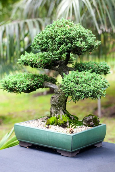 Bonsái hermoso enebro en un jardín botánico — Foto de Stock