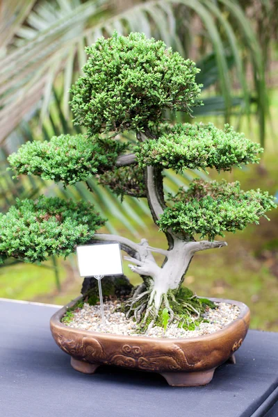 Bir Botanik Bahçesi içinde güzel Ardıç bonsai — Stok fotoğraf