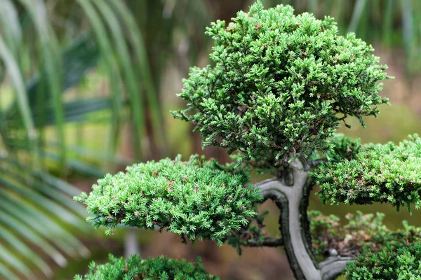 Beautiful juniper bonsai in a botanical garden — Stock Photo, Image