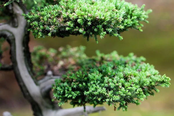 Krásný juniper bonsai v botanické zahradě — Stock fotografie