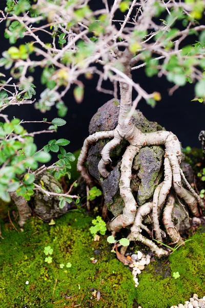 Mooie bonsai in een botanische tuin — Stockfoto