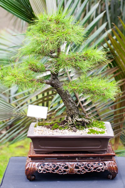 Mooie bonsai in een botanische tuin — Stockfoto