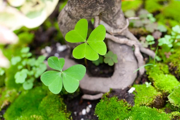 Tree roots,clover and moss — Stock Photo, Image